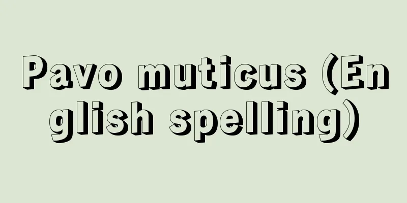 Pavo muticus (English spelling)