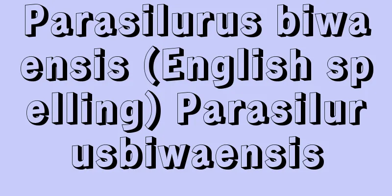 Parasilurus biwaensis (English spelling) Parasilurusbiwaensis
