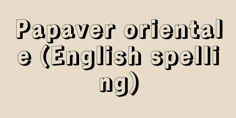 Papaver orientale (English spelling)