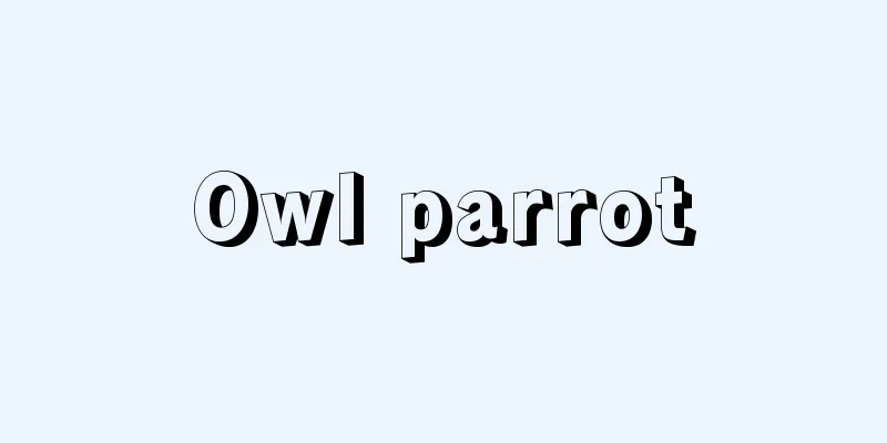 Owl parrot