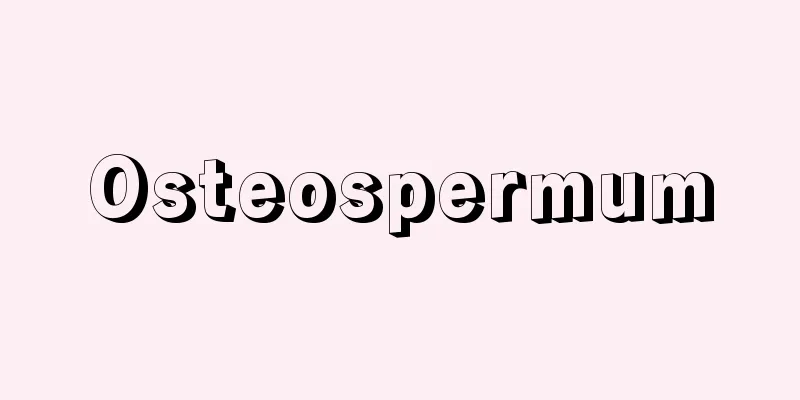 Osteospermum