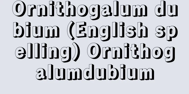 Ornithogalum dubium (English spelling) Ornithogalumdubium