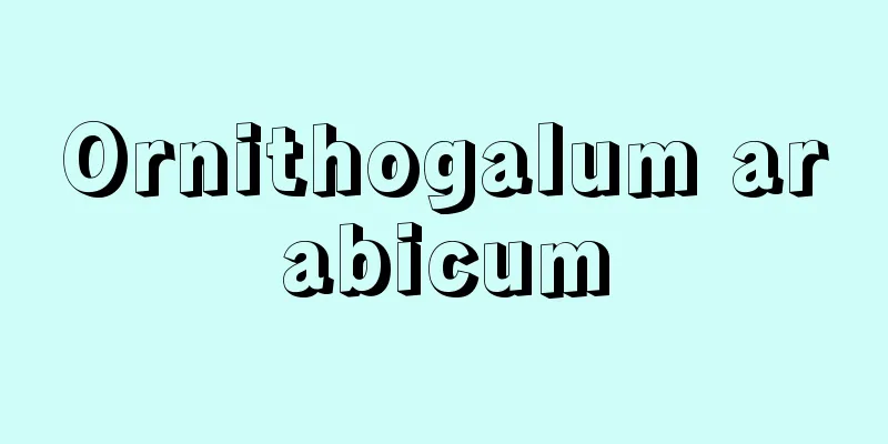 Ornithogalum arabicum