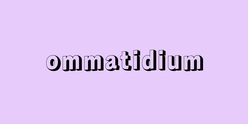 ommatidium