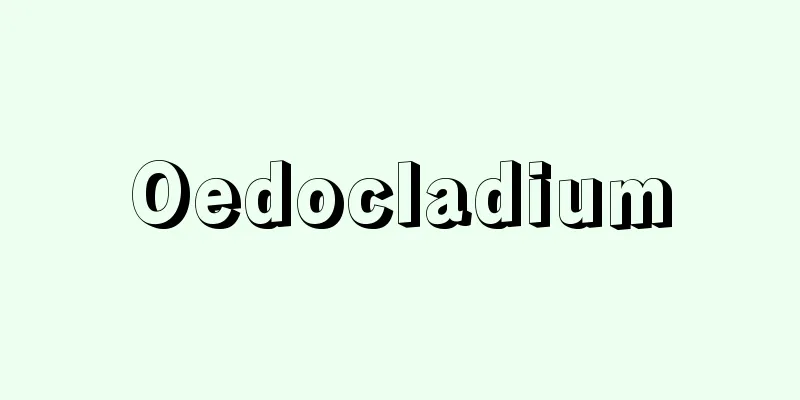 Oedocladium