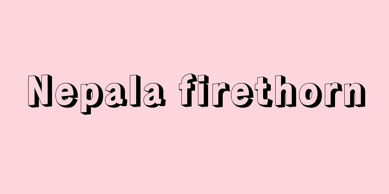 Nepala firethorn