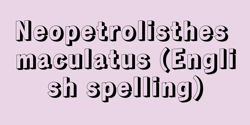 Neopetrolisthes maculatus (English spelling)