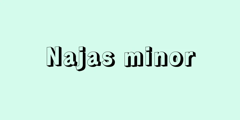 Najas minor