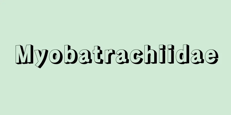 Myobatrachiidae