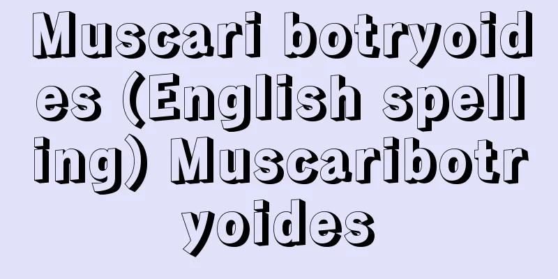 Muscari botryoides (English spelling) Muscaribotryoides