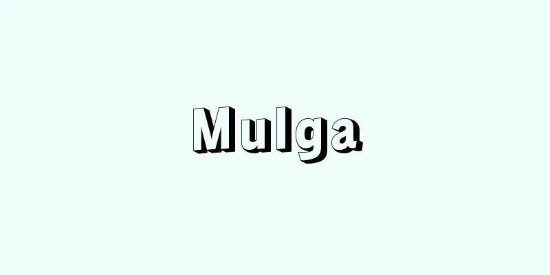 Mulga