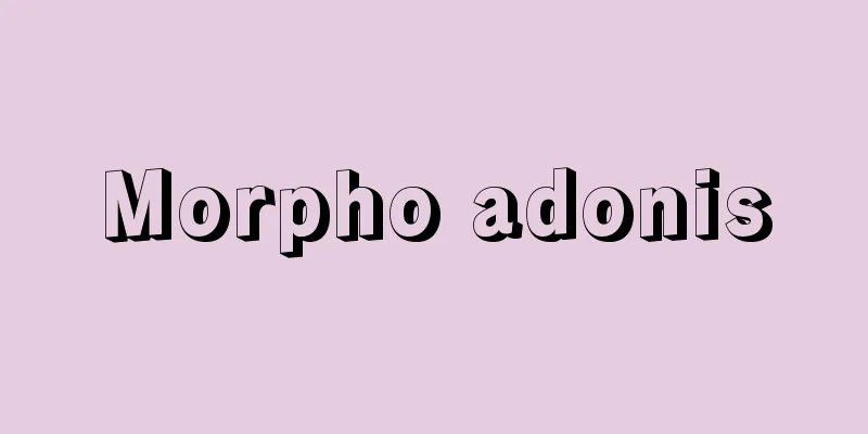 Morpho adonis
