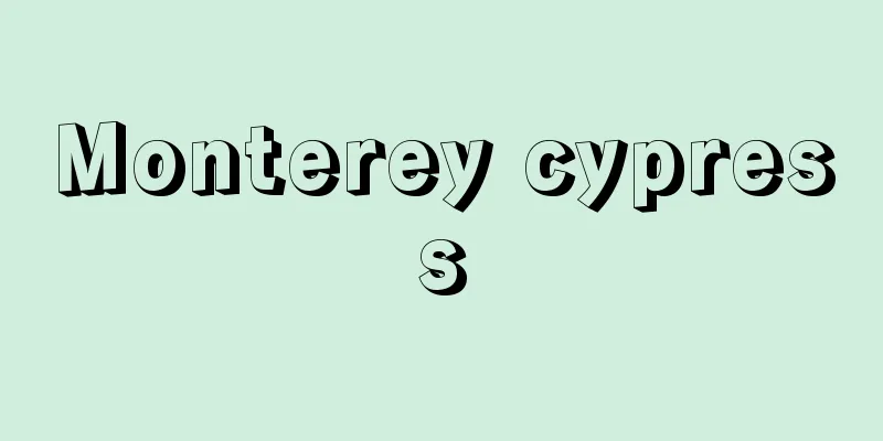 Monterey cypress