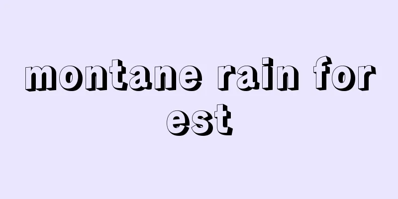 montane rain forest