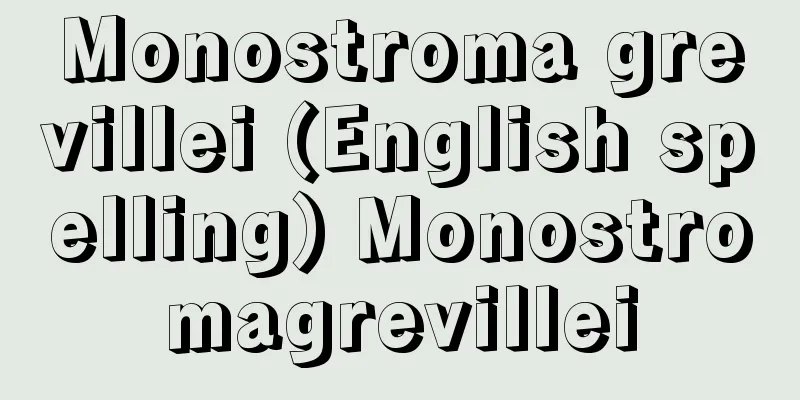 Monostroma grevillei (English spelling) Monostromagrevillei