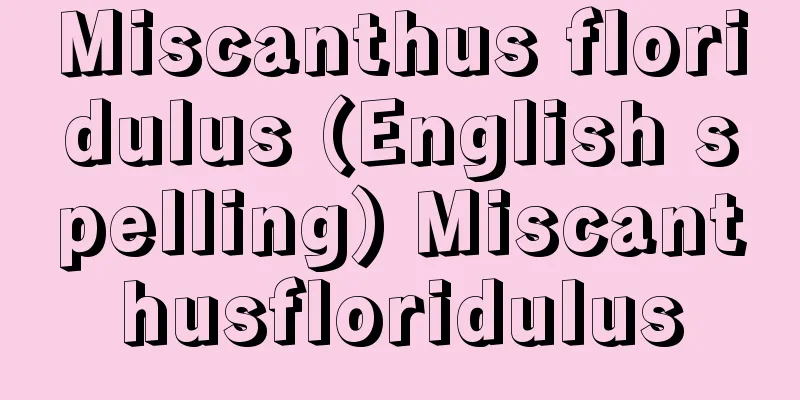 Miscanthus floridulus (English spelling) Miscanthusfloridulus