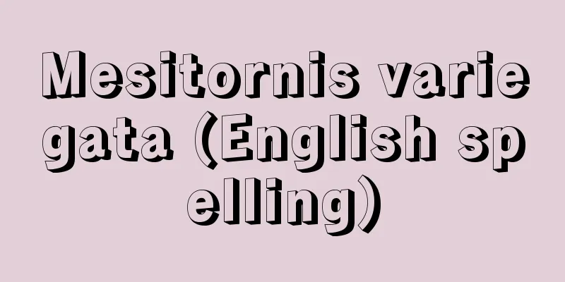 Mesitornis variegata (English spelling)