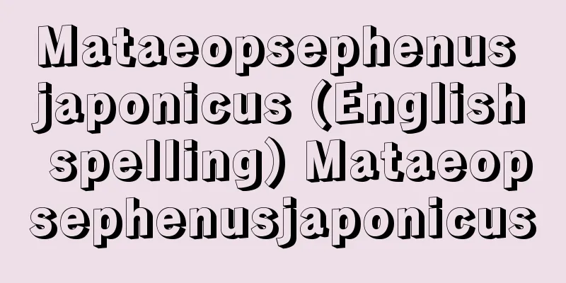Mataeopsephenus japonicus (English spelling) Mataeopsephenusjaponicus