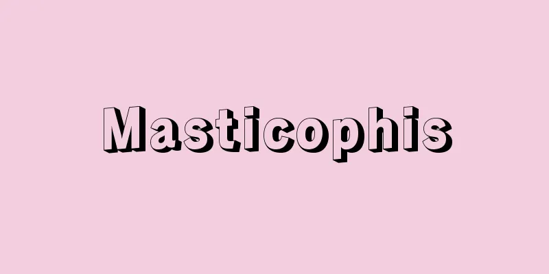 Masticophis