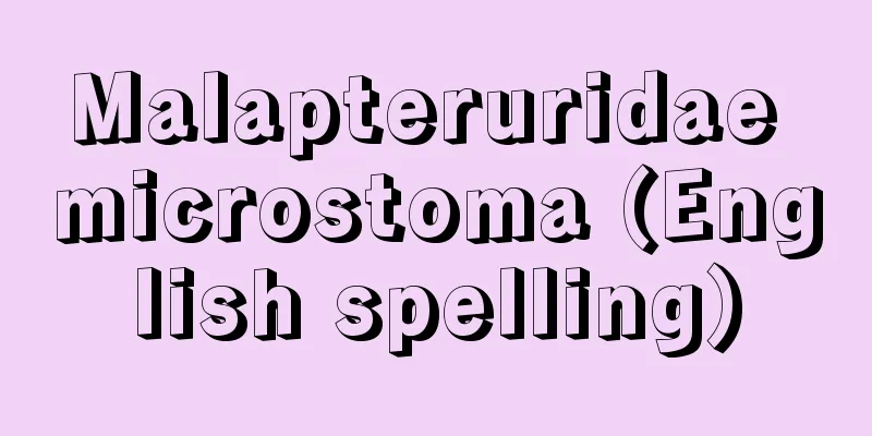 Malapteruridae microstoma (English spelling)