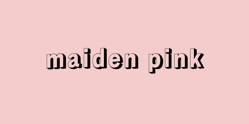 maiden pink