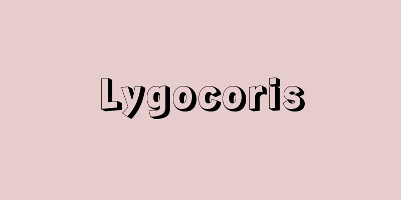 Lygocoris