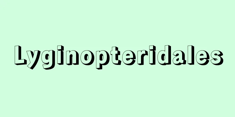 Lyginopteridales