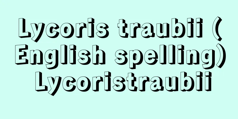 Lycoris traubii (English spelling) Lycoristraubii