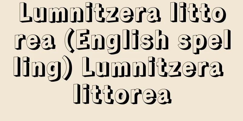 Lumnitzera littorea (English spelling) Lumnitzera littorea