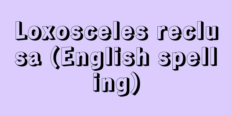 Loxosceles reclusa (English spelling)