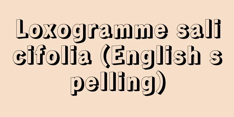 Loxogramme salicifolia (English spelling)