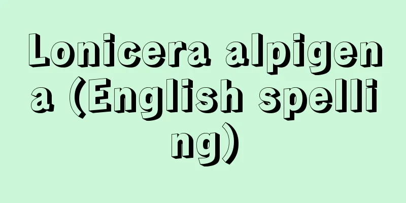 Lonicera alpigena (English spelling)