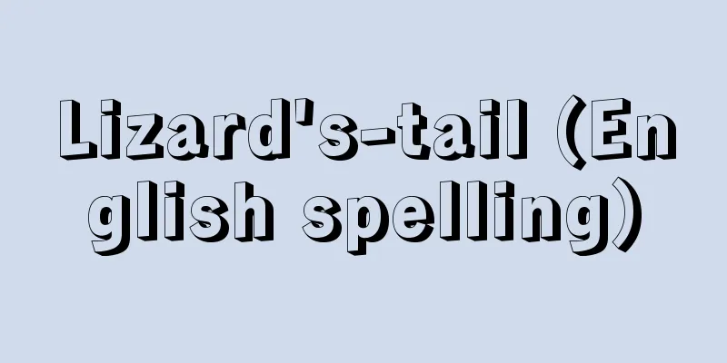 Lizard's-tail (English spelling)