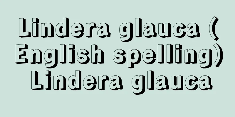 Lindera glauca (English spelling) Lindera glauca
