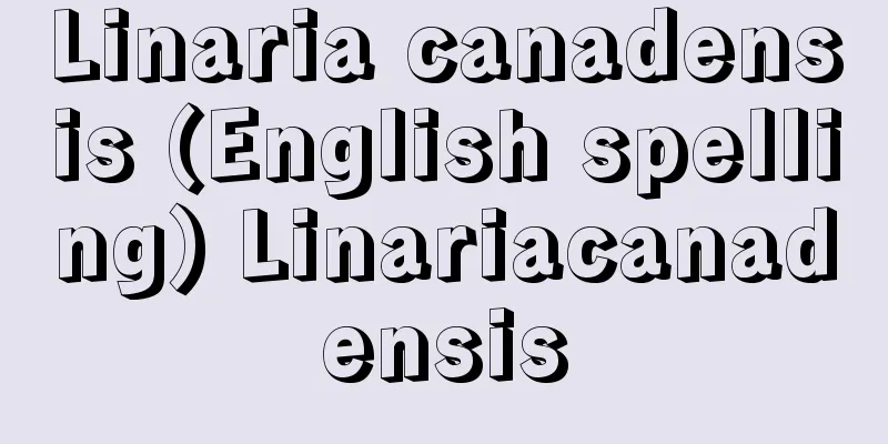 Linaria canadensis (English spelling) Linariacanadensis