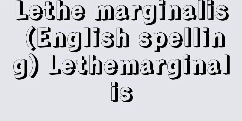 Lethe marginalis (English spelling) Lethemarginalis