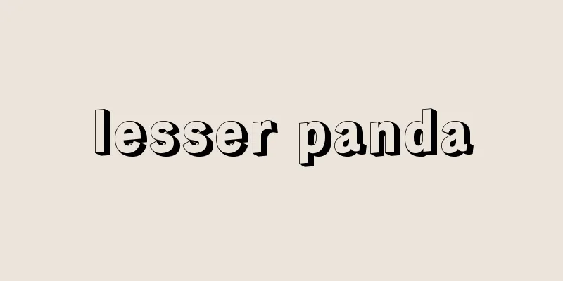 lesser panda