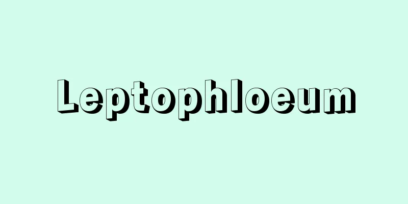 Leptophloeum