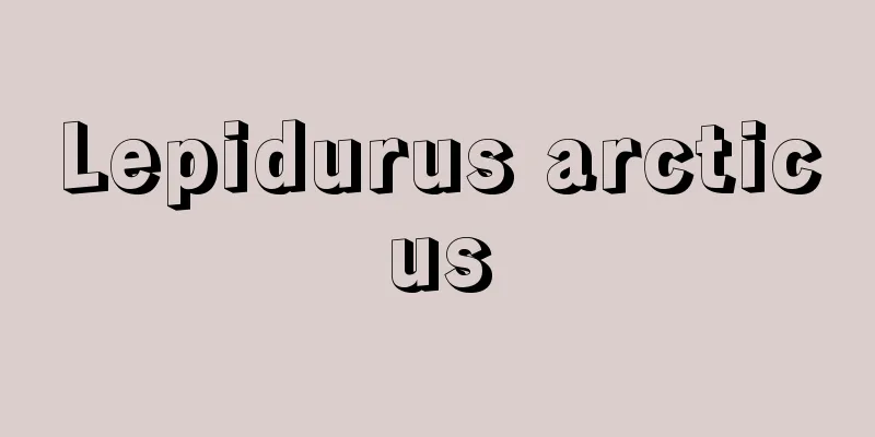 Lepidurus arcticus