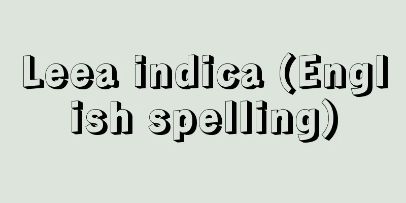 Leea indica (English spelling)
