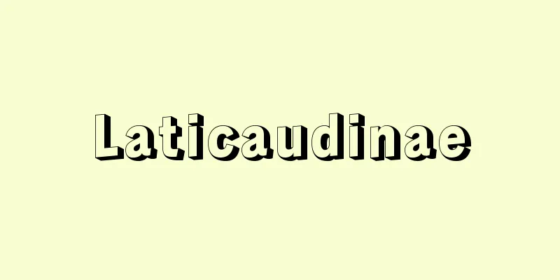 Laticaudinae
