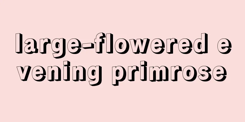 large-flowered evening primrose