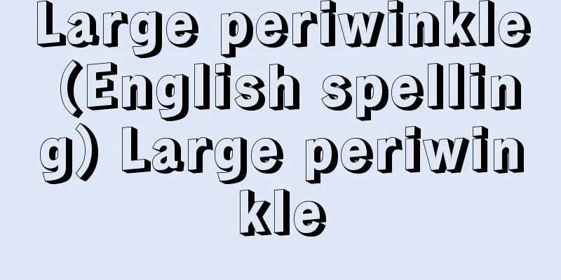 Large periwinkle (English spelling) Large periwinkle