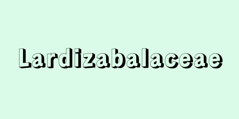Lardizabalaceae