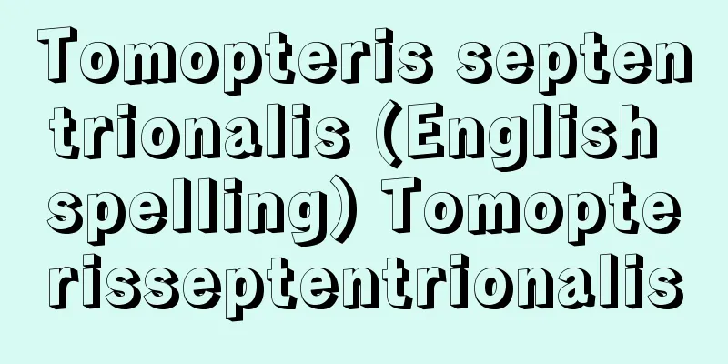 Tomopteris septentrionalis (English spelling) Tomopterisseptentrionalis