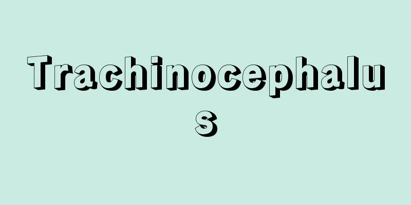 Trachinocephalus