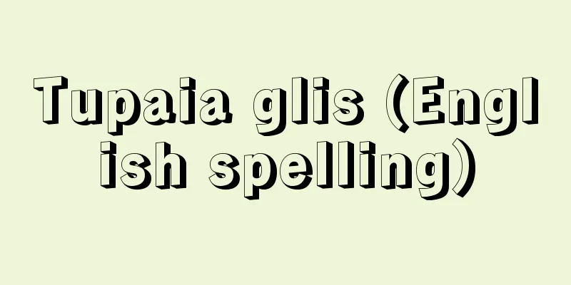 Tupaia glis (English spelling)