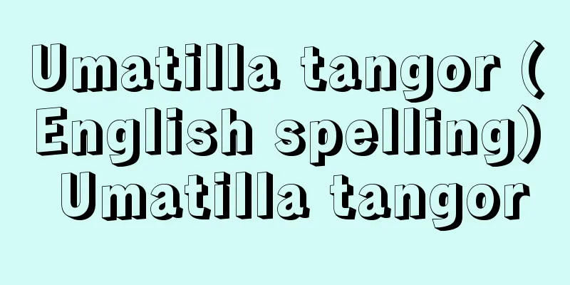 Umatilla tangor (English spelling) Umatilla tangor