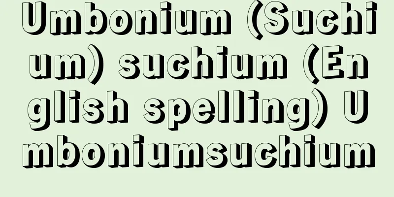Umbonium (Suchium) suchium (English spelling) Umboniumsuchium