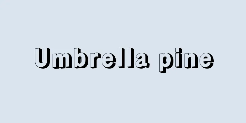 Umbrella pine